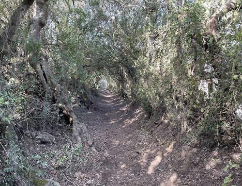 Die Pfade von Vejer: Ein Abenteuer in der Natur